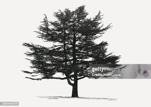 cedar tree conifer pine - cedar tree stock illustrations