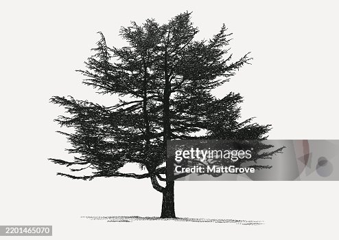 Cedar Tree Conifer Pine Cedar Tree Conifer Pine