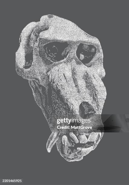 mandrill skull baboon - mandrill skeleton stock illustrations