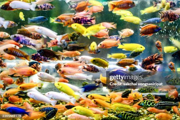 colourful tropical fish in tank aquarium - aquarium stockfoto's en -beelden