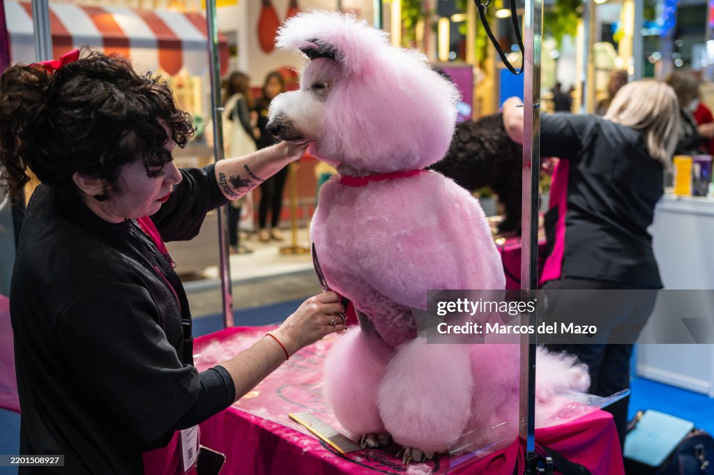A Poodle dog with pink fancy hair receiving a haircut during