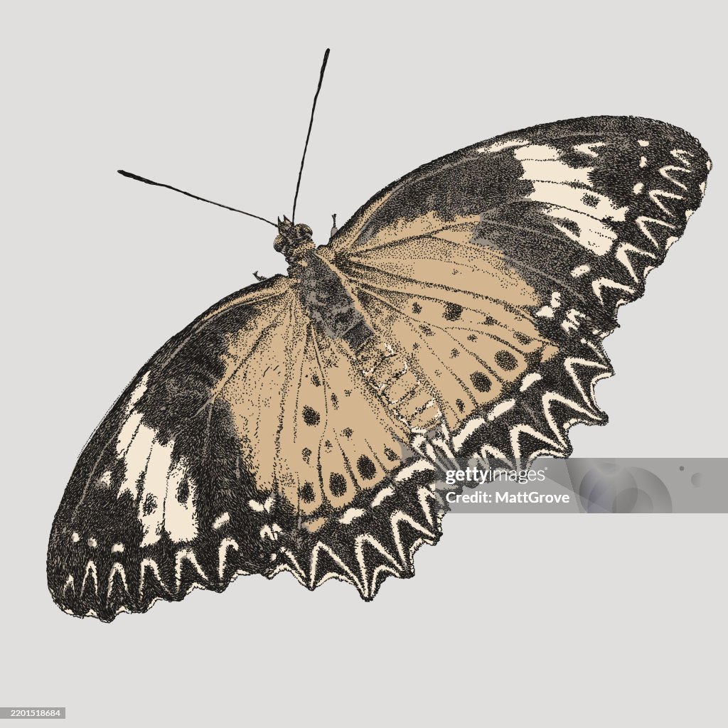 Orange Lacewing Butterfly Insect