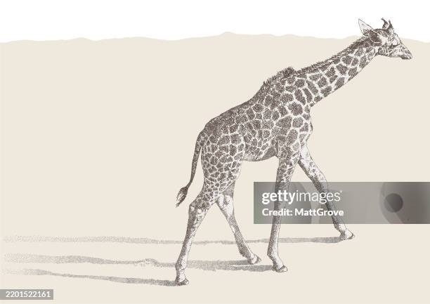 stockillustraties, clipart, cartoons en iconen met giraffe walking - giraffe