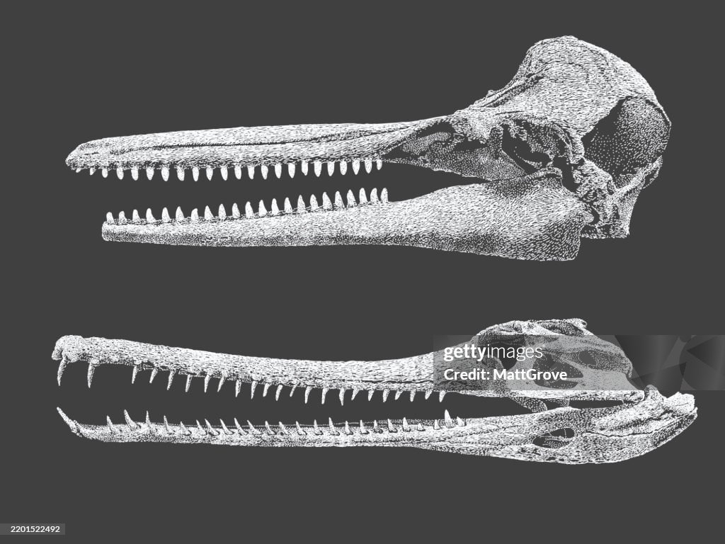 Dolphin Skull Gavial Skull Fish-eating Crocodile