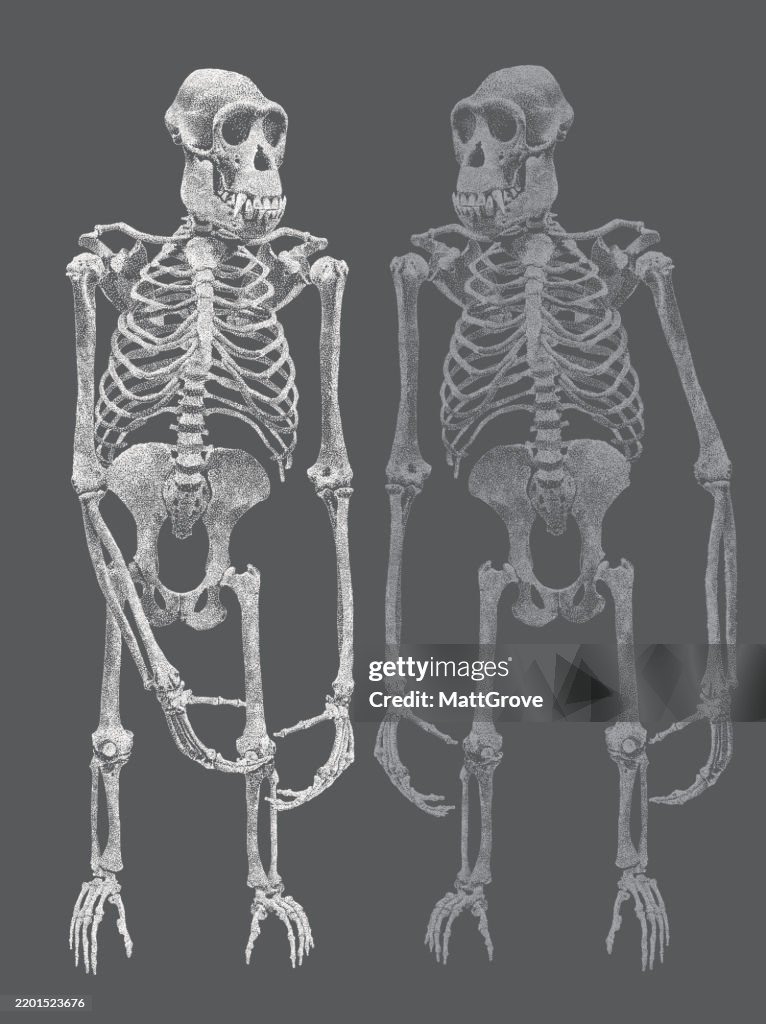 Chimpanzee Skeleton Standing Upright