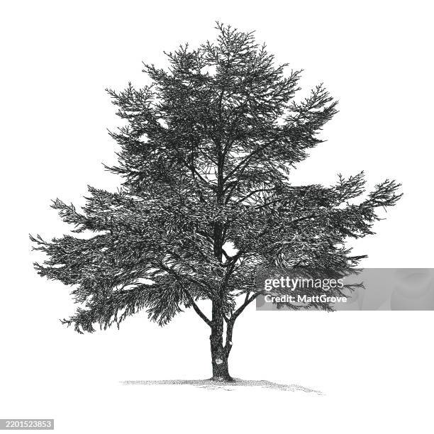 cedar tree cedrus iibani - cedar tree stock illustrations