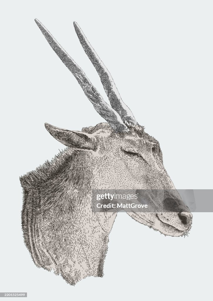 Common Eland Antelope