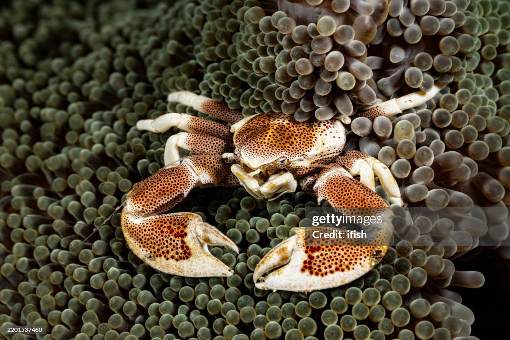 Porcelain Anemone Crab Neopetrolisthes maculatus in Merten's Sea Anemone Stichodactyla mertensii, Lembeh Strait, Indonesia