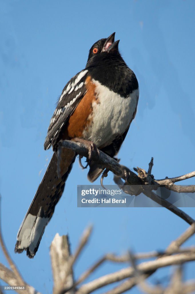 Spotted Towhee singing