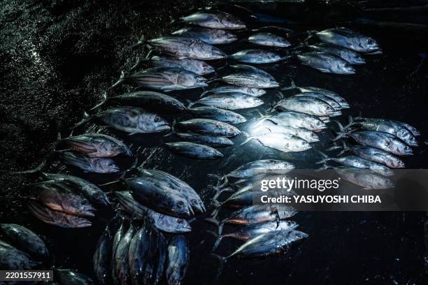 Fish are lit by a flashlight during a partial blackout in the morning at Lampulo Ocean Fishing Port in Banda Aceh, Indonesia on February 27 ahead of...