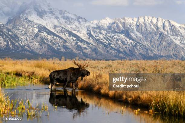 bull moose, alces alces, majestic male animal in the river in front of teton peak - wyoming stock pictures, royalty-free photos & images