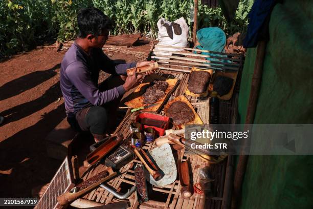 This photo taken on February 11, 2025 shows a displaced resident working to harvest the sap from poppies in an illegal poppy field for their...