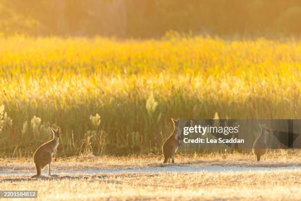 kangaroos - marsupial stock pictures, royalty-free photos & images