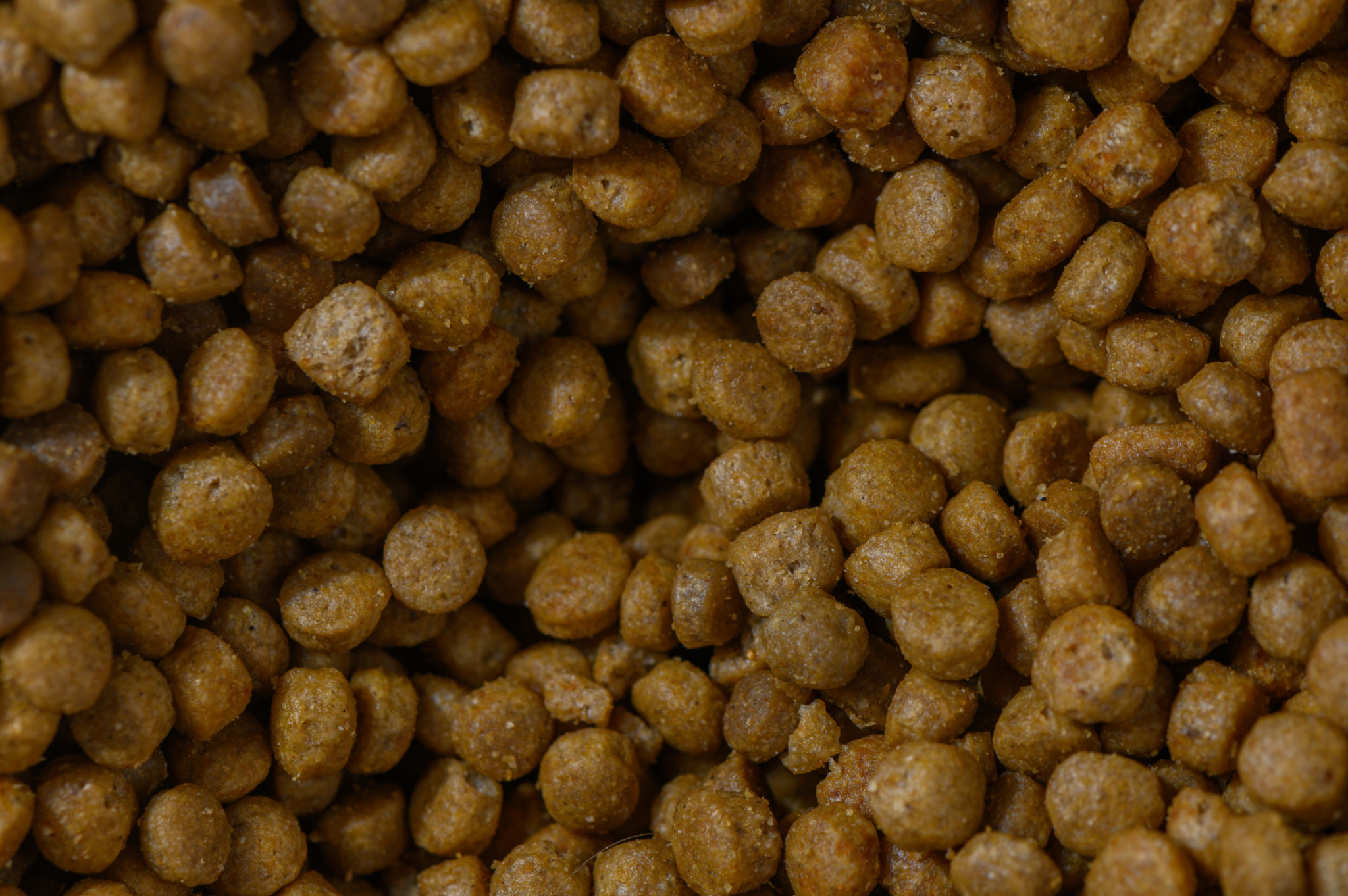 grain-free dog food