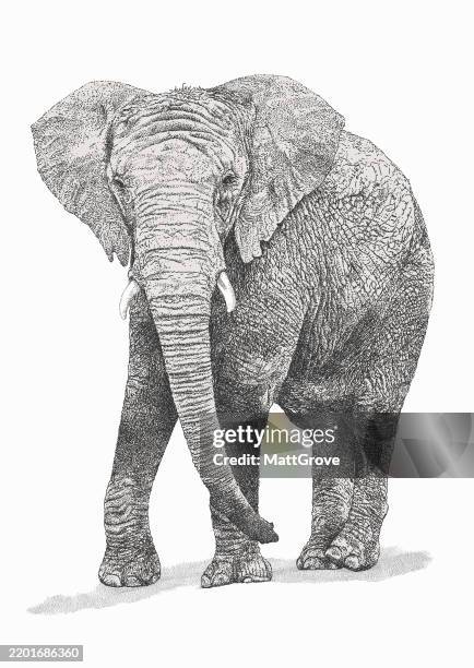 african bull elephant front view - african elephant stock illustrations