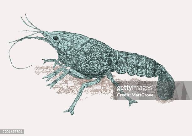 shrimp crayfish procambarus alleni - crayfish stock illustrations