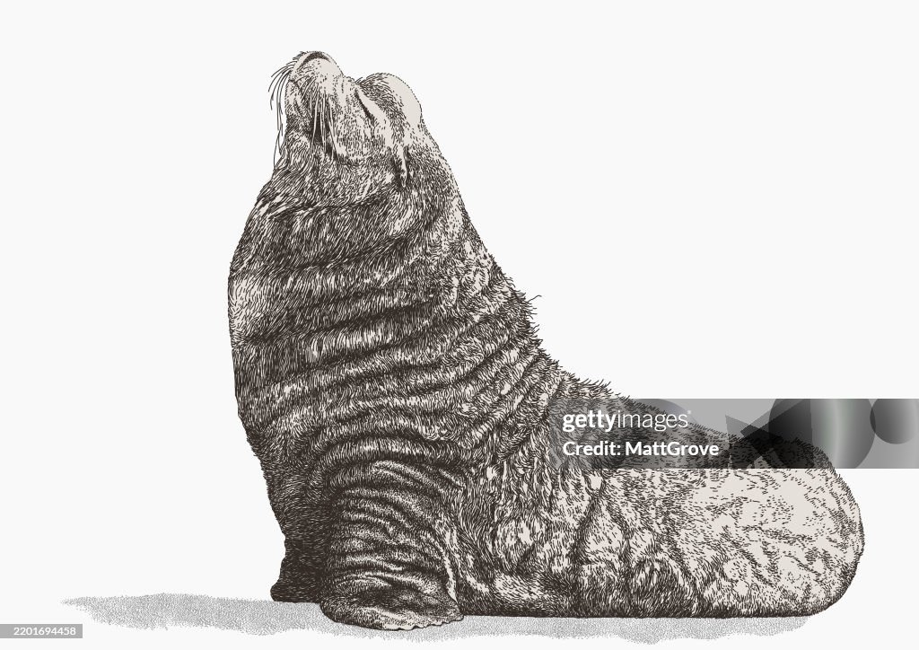 Sea Lion