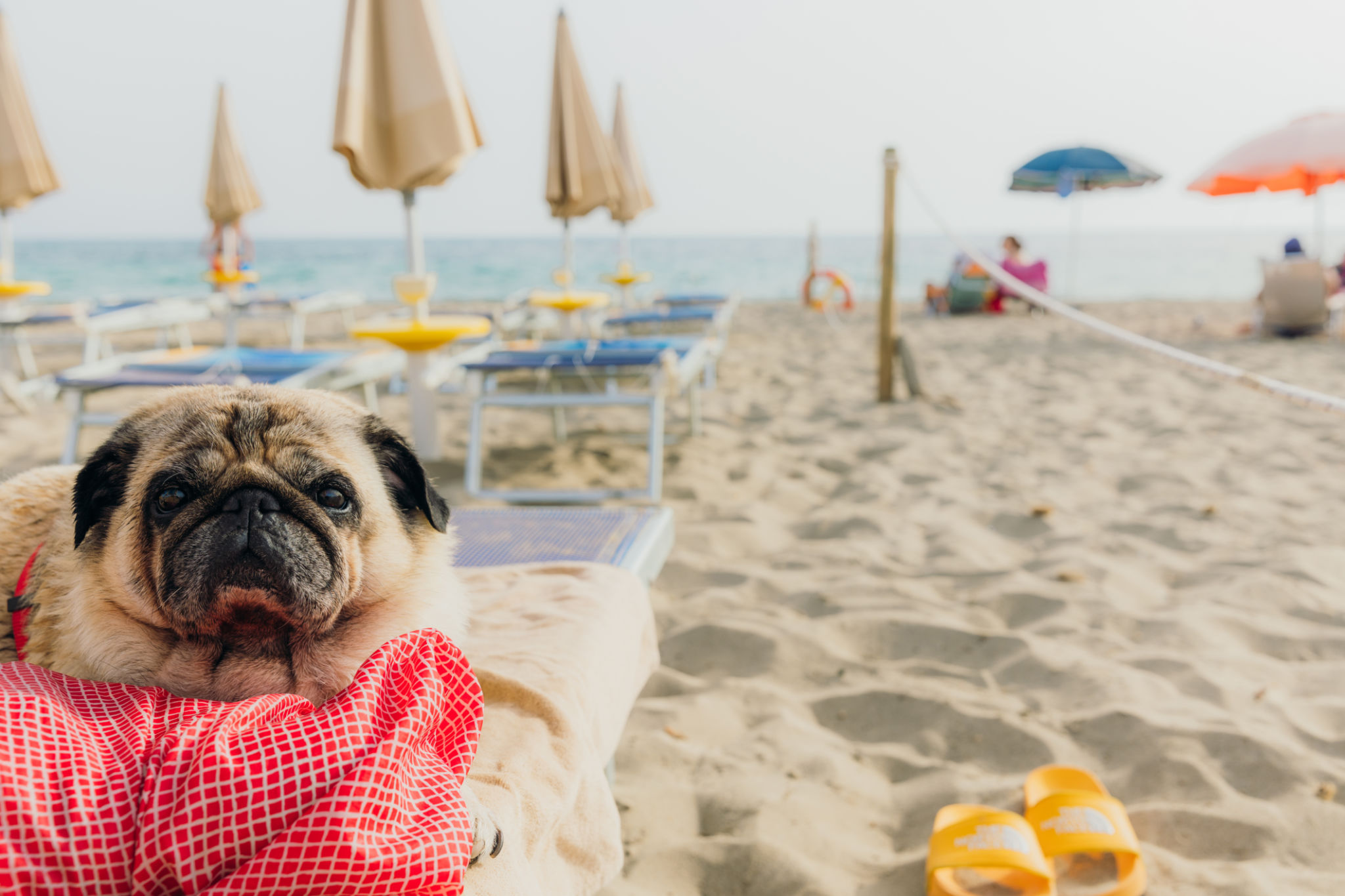 pet friendly beach