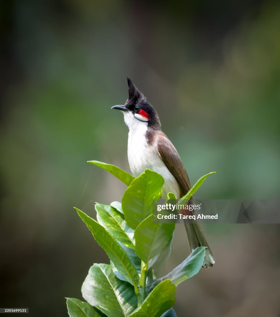 Red-whiskered bulbul (Pycnonotus jocosus), or crested bulbu