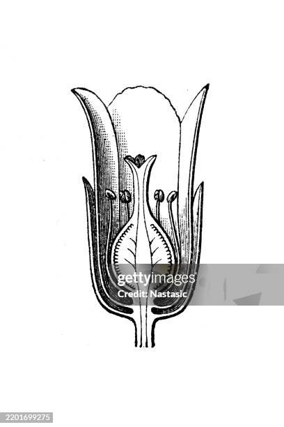 monotropa hypopitys, the so-called dutchman's pipe, false beech-drops, pinesap, or yellow bird's-nest - bong stock illustrations