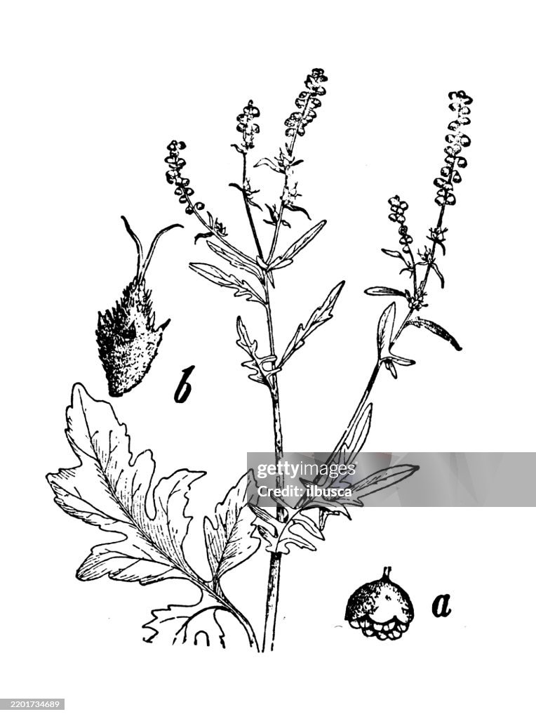 Ragweed, Ambrosia artemisiaefolia