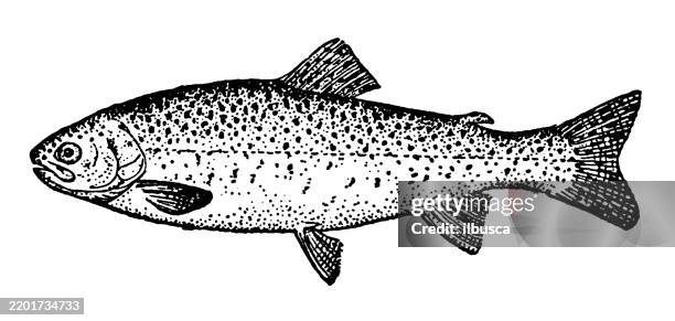rainbow trout, salmo irideus - rainbow trout stock illustrations