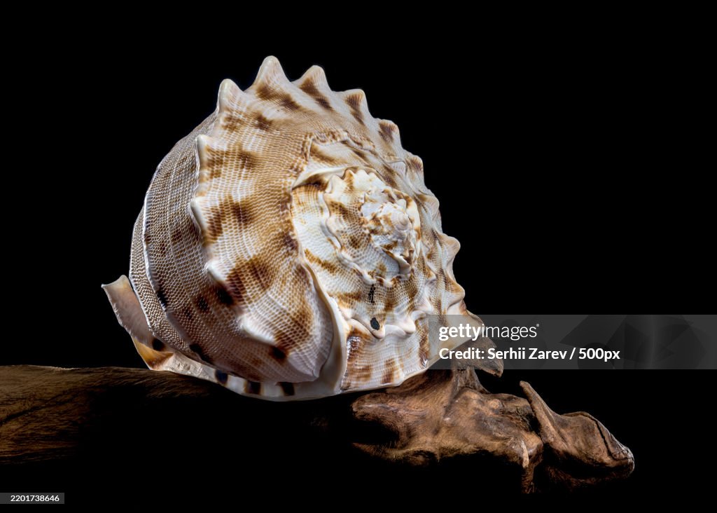 Cassis cornuta,Or horned helmet shell on black background,Odessa,Odesskaya,Ukraine