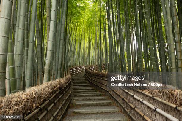 View Of Trees In Forest High-Res Stock Photo - Getty Images
