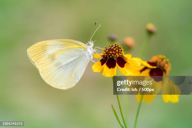 close-up of butterfly pollinating on yellow flower - cabbage stock pictures, royalty-free photos & images