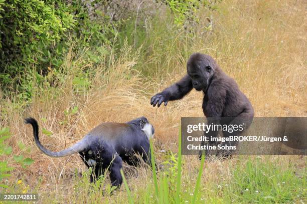Cercopithecini 12 Cercopithecini Stock Photos, High-Res Pictures, and Images - Getty ...