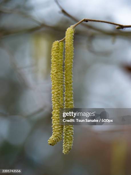 close-up of plant - pussy willow stock pictures, royalty-free photos & images