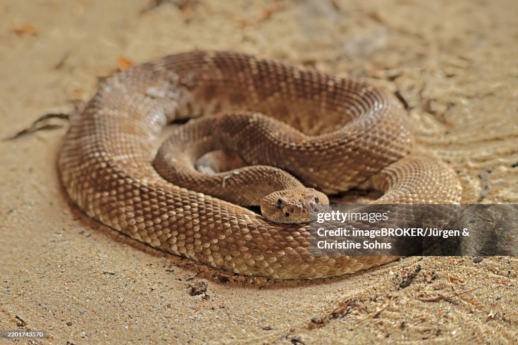 Red diamond rattlesnake (Crotalus ruber), adult, on ground, warming up, sunbathing, alert, California, North America, USA, North America