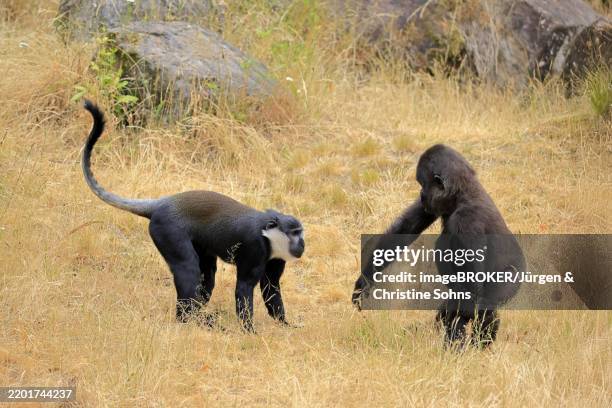 Cercopithecini 12 Cercopithecini Stock Photos, High-Res Pictures, and Images - Getty ...