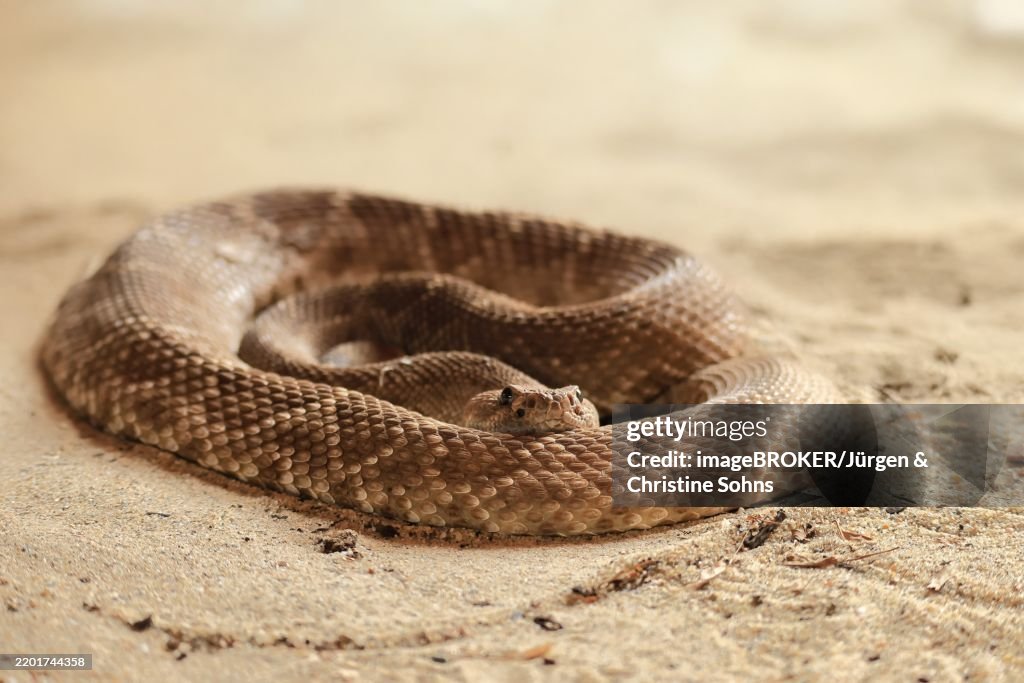 Red diamond rattlesnake (Crotalus ruber), adult, on ground, warming up, sunbathing, alert, California, North America, USA, North America