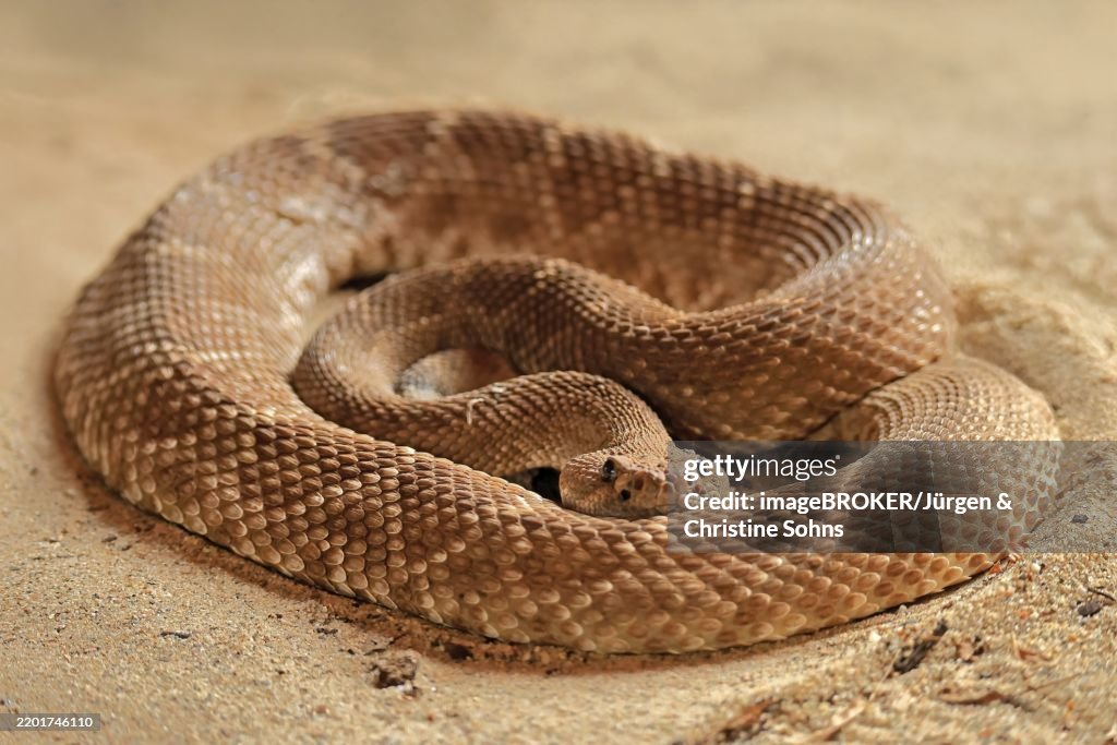 Red diamond rattlesnake (Crotalus ruber), adult, on ground, warming up, sunbathing, alert, California, North America, USA, North America