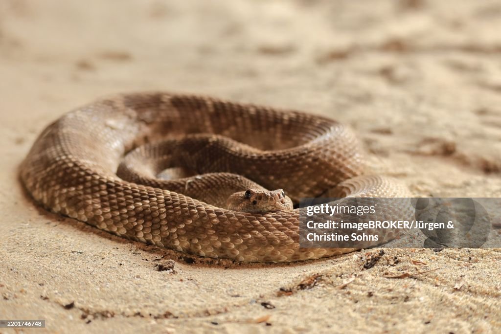 Red diamond rattlesnake (Crotalus ruber), adult, on ground, warming up, sunbathing, alert, California, North America, USA, North America