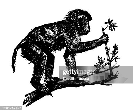 Rhesus Rhesus