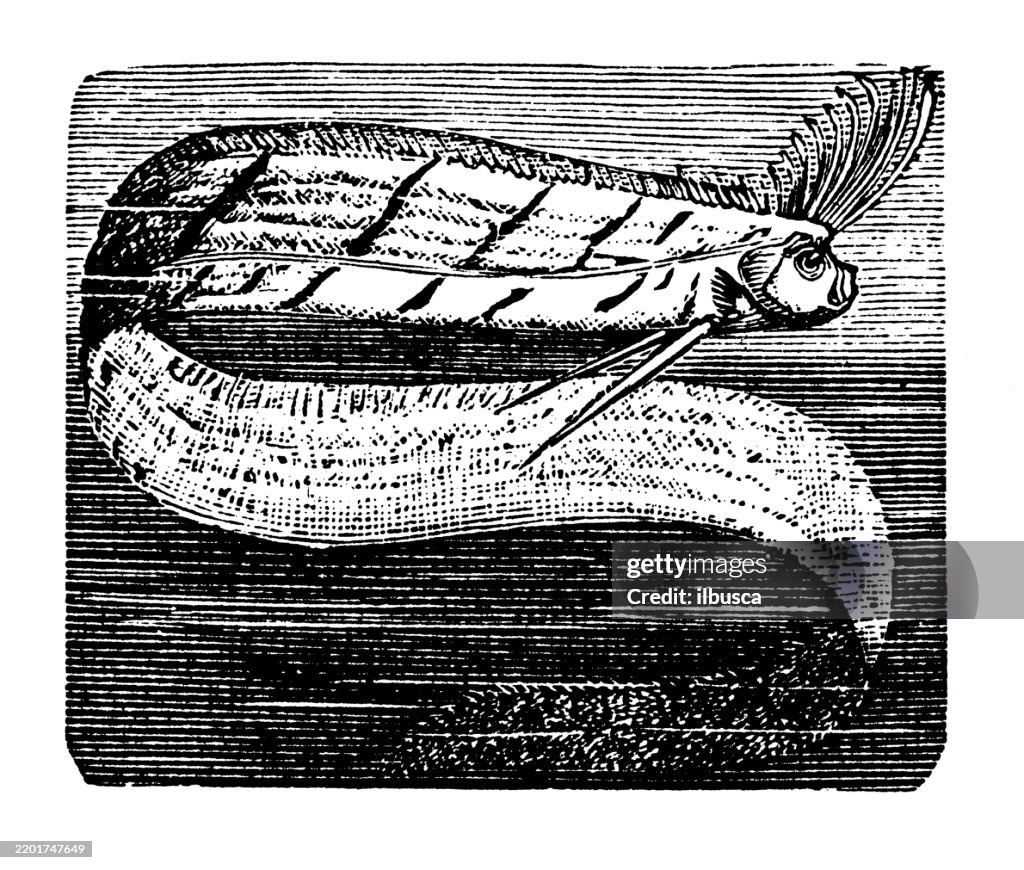 Ribbon fish, Oarfish, Regalecus banksi