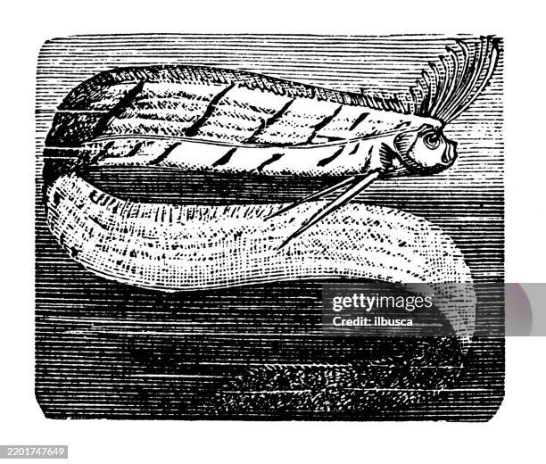 ribbon fish, oarfish, regalecus banksi - oarfish stock illustrations