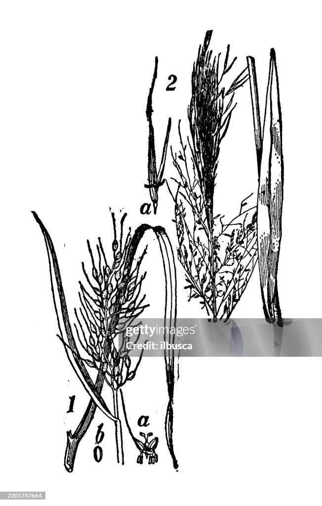 Rice, Oryza sativa, Zizania aquatica