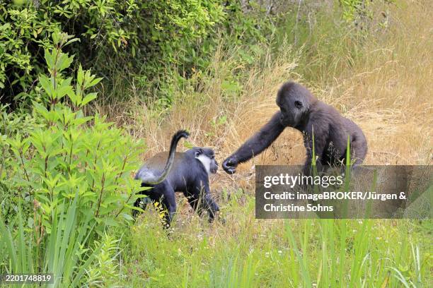 Cercopithecini 12 Cercopithecini Stock Photos, High-Res Pictures, and Images - Getty ...