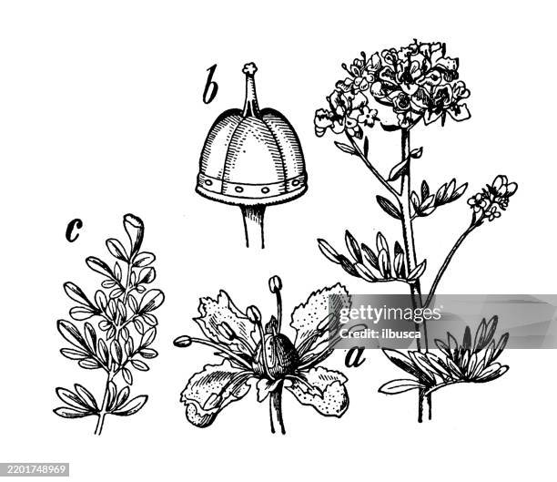 common rue, ruta graveolens - ruta graveolens stock illustrations