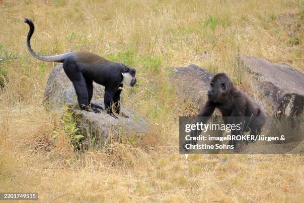 Cercopithecini 12 Cercopithecini Stock Photos, High-Res Pictures, and Images - Getty ...