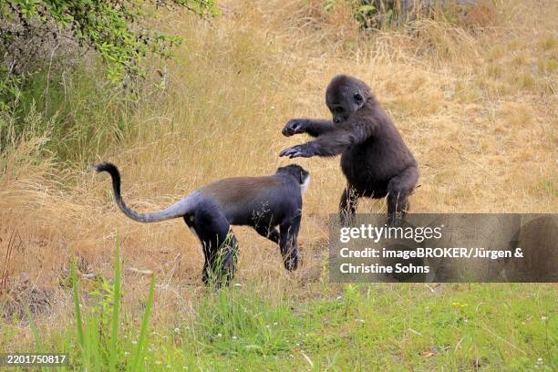 Cercopithecini 12 Cercopithecini Stock Photos, High-Res Pictures, and Images - Getty ...