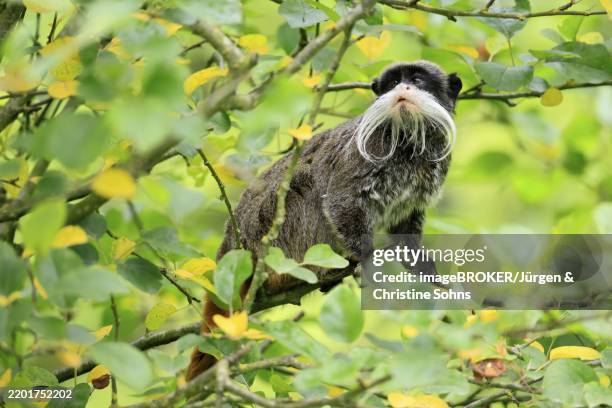 emperor bearded tamarin (saguinus imperator subgrisescens), adult, on tree, alert, south america - tamarin monkey stock pictures, royalty-free photos & images