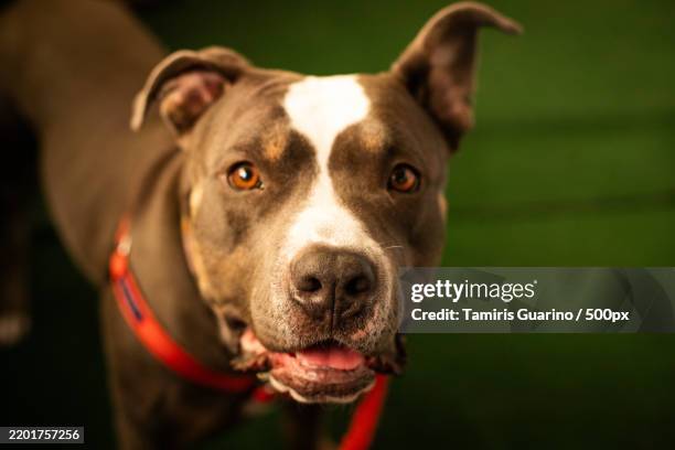 close-up of pit bull terrier,new york,united states,usa - pitbull terrier stock-fotos und bilder