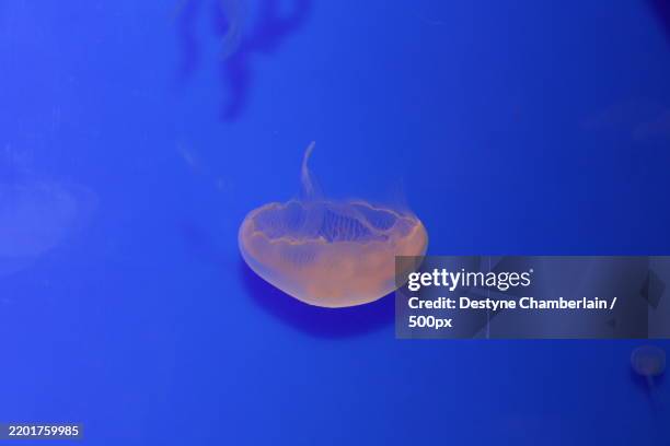 close-up of jellyfish swimming undersea,orlando,florida,united states,usa - florida jelly fish water stock pictures, royalty-free photos & images