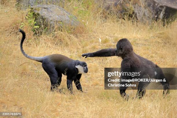 Cercopithecini 12 Cercopithecini Stock Photos, High-Res Pictures, and Images - Getty ...