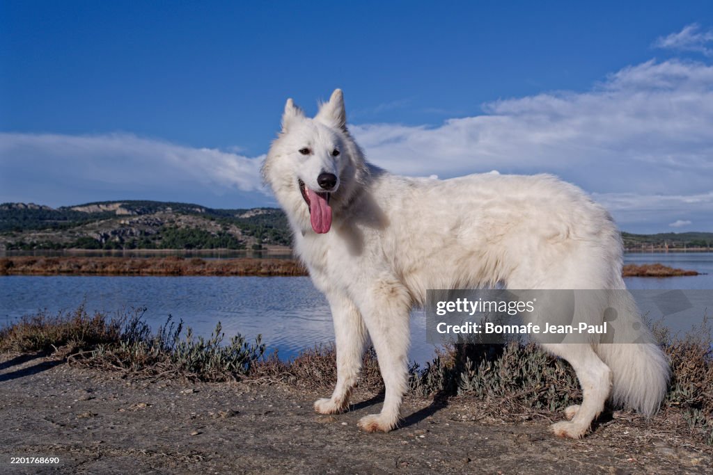 White Shepherd Dog