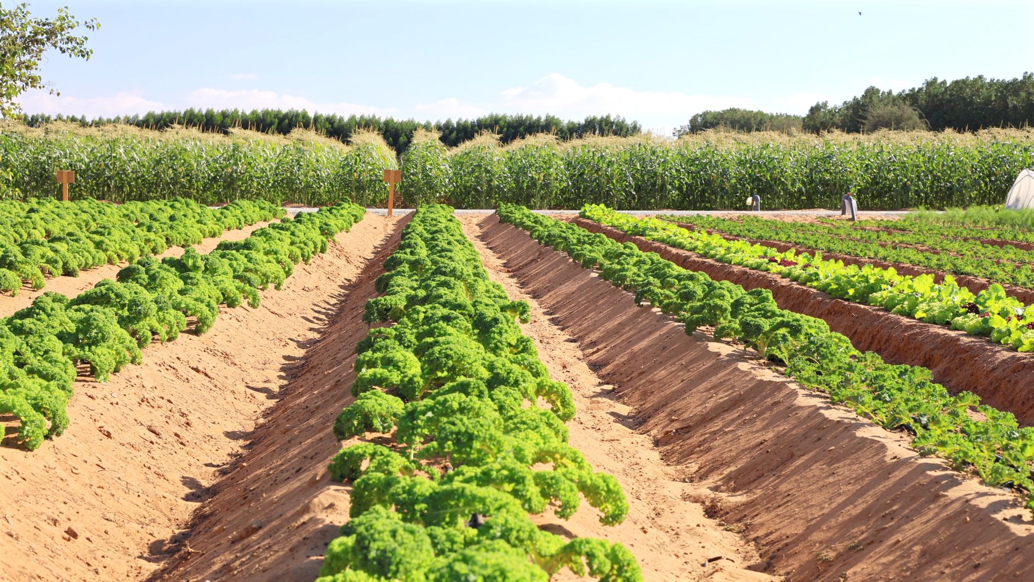 uae farming